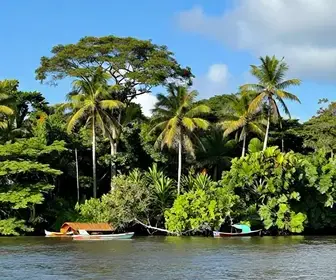 Descubra a Ilha do Combu: um Paraíso Natural no Pará