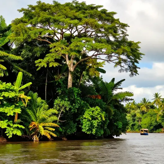 Descubra a Ilha do Combu Descubra a Ilha do Combu