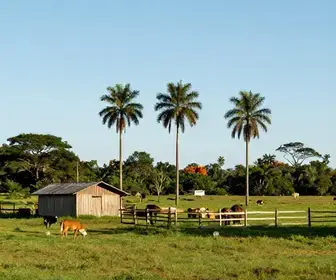 Descubra as Encantadoras Fazendas Marajoaras no Pará