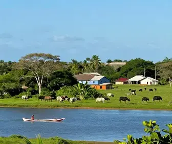 Descubra o Que Fazer no Marajó: Atividades Imperdíveis