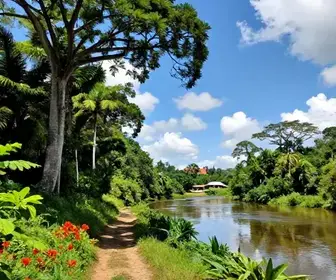 Explorando a Amazônia Atlântica Guamá: Um Destino Único no Pará