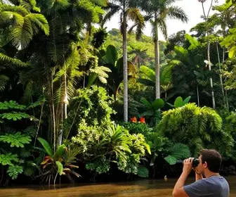 Explorando a Observação de Aves no Pará: Um Paraíso para Ornitólogos