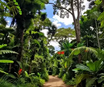Explorando as Trilhas de Carajás: Aventura e Beleza Natural no Pará