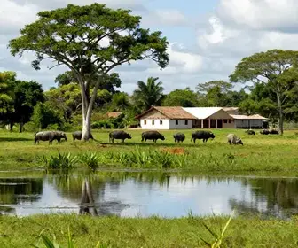 Explorando o Turismo Rural no Marajó: Uma Aventura na Natureza Paraense