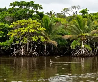 Explorando os Manguezais do Pará: Uma Riqueza Natural Explorando os Manguezais do Pará: Uma Riqueza Natural