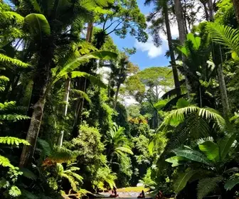 Melhores parques e trilhas no Pará: 27 opções imperdíveis Melhores parques e trilhas no Pará: 27 opções imperdíveis